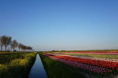 a row of tulips in a field at Chalet at a holiday park in Opmeer near Amsterdam in Opmeer