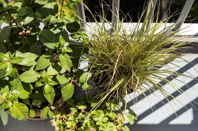a group of potted plants sitting on the ground at Gorgeous And Stylish Place For Two In Hip West! in Amsterdam