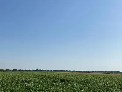 a field of green grass with a blue sky in the background at Polderhoek in Woubrugge