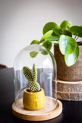 a cactus in a glass dome next to a plant at Studio Puuur in Zandvoort
