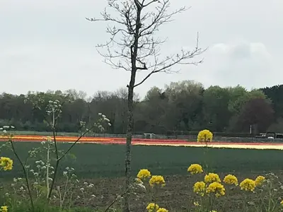 a field of flowers with a tree in the middle at Chalet peter in Limmen