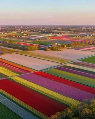 an overhead view of a colorful field of tulips at House close to beach and city in Hoorn