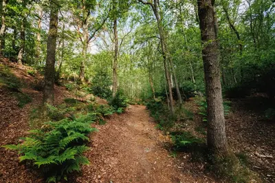 a dirt trail in a forest with trees and plants at 't Eekhoornnest in Soest