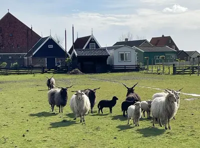 a herd of sheep in a field with houses at Welcome by Bianca in Jisp