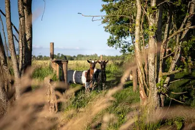 two goats standing in a field near trees at Ruyge Weyde Logies - The Farmers Daughter in Oudewater