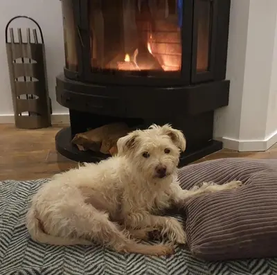 a white dog sitting in front of a fireplace at Lake House 74, luxury accommodation ir Sauna in Warmond