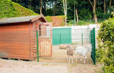 a couple of sheep standing behind a fence at Bungalow 6p in Noordwijk
