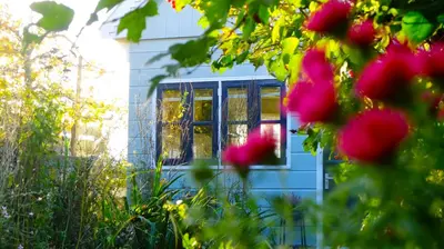 a blue house with a window and pink flowers at Romantic Dutch hideaway in Jisp