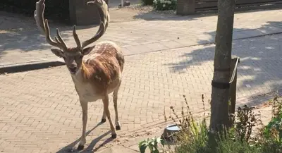 a deer with large horns walking on a sidewalk at Queens Beachhouse in Zandvoort