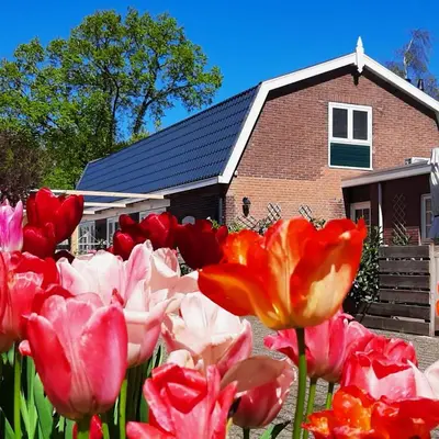 a bunch of red and white tulips in front of a house at B&B De Hoffstal in Sassenheim