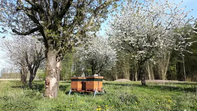 a beehive sitting in a field next to a tree at The Black House - Luxurious Holiday Villa Zeewolde in Zeewolde