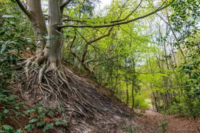a tree with its root system on a trail at Klein Heemshof - Noord Holland aan uw voeten in Warmenhuizen