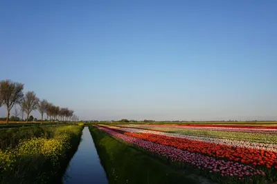 a row of tulips in a field at Modern chalet at holiday park in Opmeer near Amsterdam in Opmeer