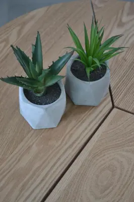 two potted plants sitting on a wooden table at Studio 38 in Zandvoort