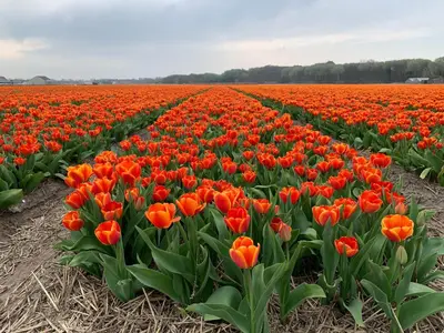 a field of orange tulips in a field at Beach Bungalow Ohana - private garden - close to local Lake, Dunes and Beach in Noordwijkerhout