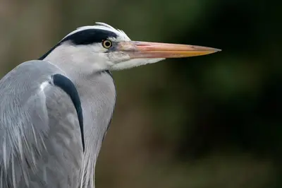 a bird with a long beak is standing at Beach Bungalow Ohana - private garden - close to local Lake, Dunes and Beach in Noordwijkerhout