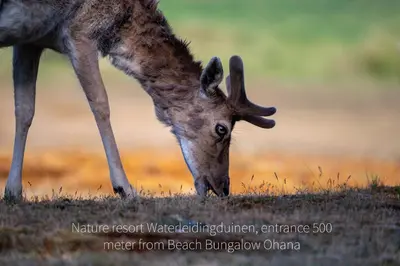 a mule deer eating grass in a field at Beach Bungalow Ohana - private garden - close to local Lake, Dunes and Beach in Noordwijkerhout