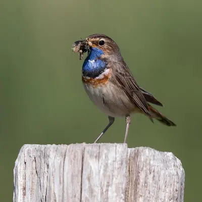 a bird sitting on a post holding a insect in its mouth at Beach Bungalow Ohana - private garden - close to local Lake, Dunes and Beach in Noordwijkerhout