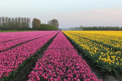 a row of pink and yellow tulips in a field at Passage - Spacious Suite in Historic Centre in Haarlem