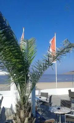 a palm tree in front of a beach with tables and chairs at Sunny Spacious Apartment De Bijenkorf in Zandvoort
