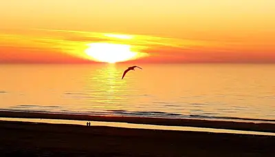 a bird flying over the beach with the sun in the background at The Blue Dodo in Zandvoort