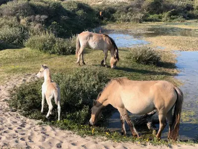 two horses and a baby horse drinking from a stream at De Duinlopers- appt Zilt Zand- Strand, duinen en nabij cultuur steden in Castricum