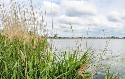 a body of water with tall grass in the foreground at Huis Nr 2 in Woubrugge