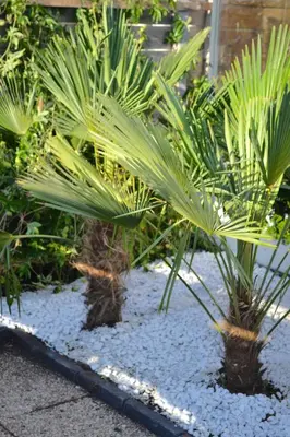 a couple of palm trees in a garden at Beachy Chic Zandvoort in Zandvoort