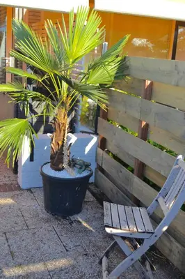 a chair and a palm tree next to a fence at Beachy Chic Zandvoort in Zandvoort