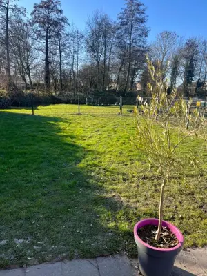 a small tree in a pot in a park at De Loft in Zuid-Scharwoude