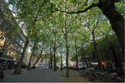 a group of trees on a city street with parked bikes at The Little Townhouse in Amsterdam