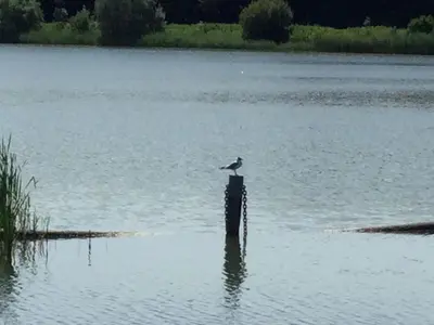 a bird sitting on a pole in the water at De indiaan in Noord-Scharwoude