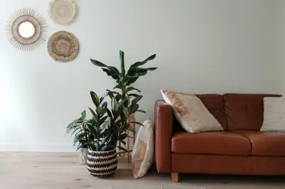 a living room with a brown couch and a plant at Cosy Tiny House 5 min walk Keukenhof included entrance keukenhof in Lisse