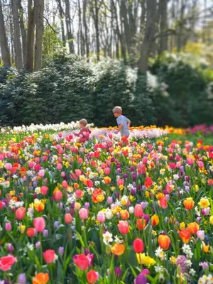 two children walking through a field of flowers at Cosy Tiny House 5 min walk Keukenhof included entrance keukenhof in Lisse