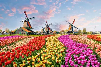 a field of tulips with windmills in the background at Uniek vakantiehuisje in rustige en groene omgeving in Nieuwe-Niedorp