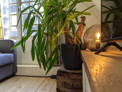 a plant sitting on a wooden table next to a window at StoreStay DamSquare in Amsterdam