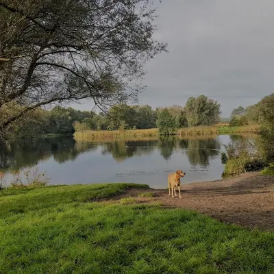 a dog standing next to a body of water at In de bocht in Heiloo