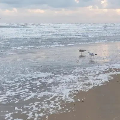 two birds standing on the beach near the ocean at In de bocht in Heiloo
