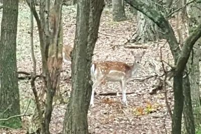 a deer standing in the woods next to trees at Het Zomerhuis Family apartment in Zandvoort
