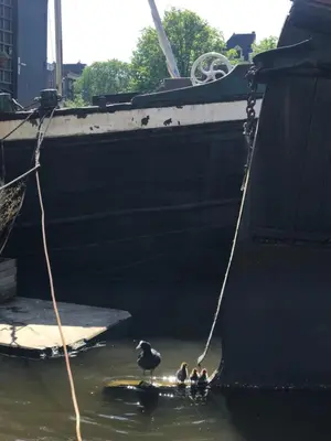 a bird standing in the water next to a boat at Six in Amsterdam