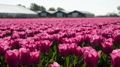a field of pink tulips in a field at B&B de Cley in Noordwijk