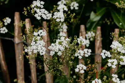 a bunch of white flowers in front of a fence at Boutique B&B Oud Aa in Breukelen