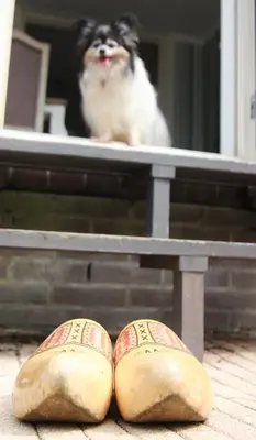 a dog looking out of a window with a pair of shoes at Apartment Het Friesche Paard in Purmer