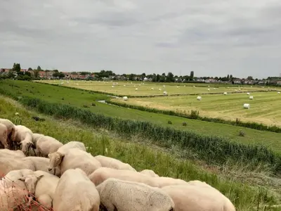 a herd of sheep grazing in a field at B & B Tulp Amsterdam Noord in Amsterdam
