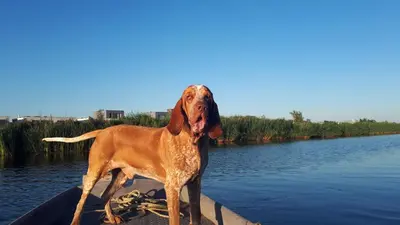 a brown dog standing on the front of a boat at House Akerdijk 5 persons 3 bedrooms in Badhoevedorp