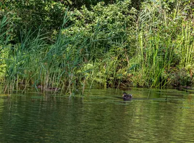 a duck swimming in a body of water at Gastenverblijf KortVertoef in Kortenhoef