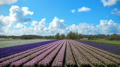 a large field of purple and white tulips at B&B Het Ruime Sop in Wassenaar