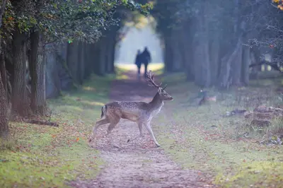 a gazelle walking down a dirt road at cottage near the beach in the center.**** in Noordwijk aan Zee