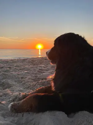a dog sitting on the beach watching the sunset at Kustlijn vakantiewoning in Egmond aan den Hoef