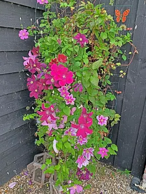 a bunch of pink flowers in a plant at Christinahoeve Oude Deel #4 in Boskoop